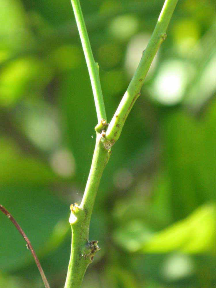            First year twig (Winter Haven, FL)   